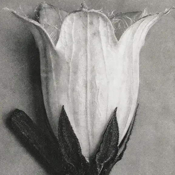 campanula-alliariifolia-flower به وب سایت سنجاب خوش آمدید