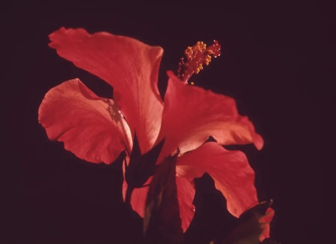 red-hibiscus-closeup به وب سایت سنجاب خوش آمدید
