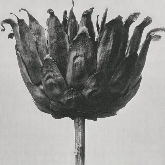 star-thristle-flower به وب سایت سنجاب خوش آمدید